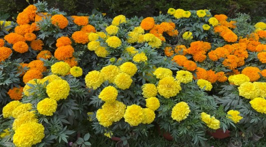 Minto Park Gardening 2026 – A Celebration of Colour and Care 