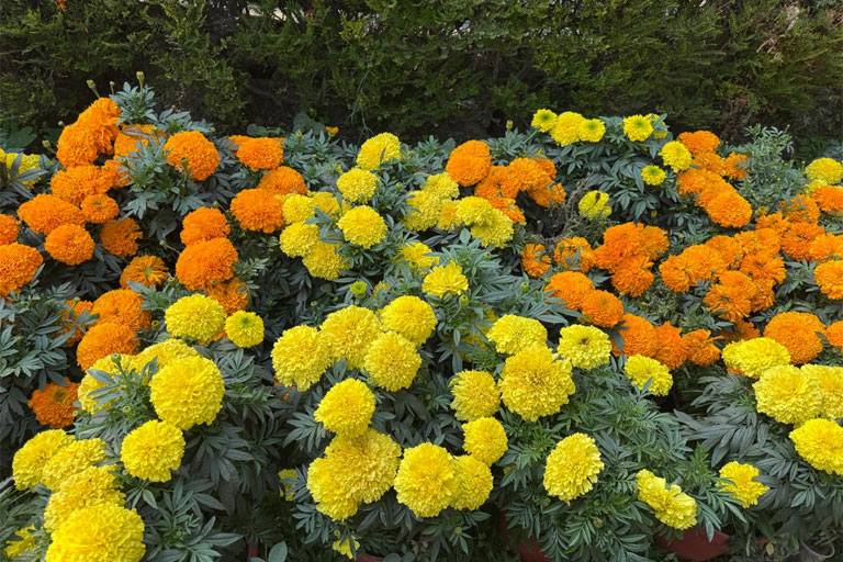 Minto Park Gardening 2026 – A Celebration of Colour and Care 