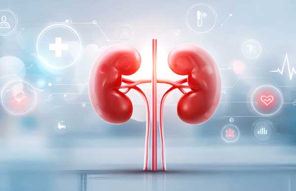 Kidney Health Explained: Early Symptoms, Hidden Risks & How to Protect Your Kidneys